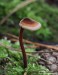 lžičkovec šiškovitý (Houby), Auriscalpium vulgare (Fungi)